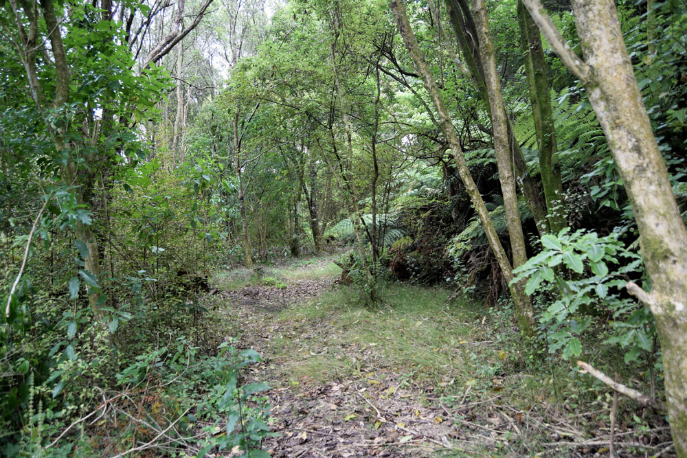 Fyers Park bush walk